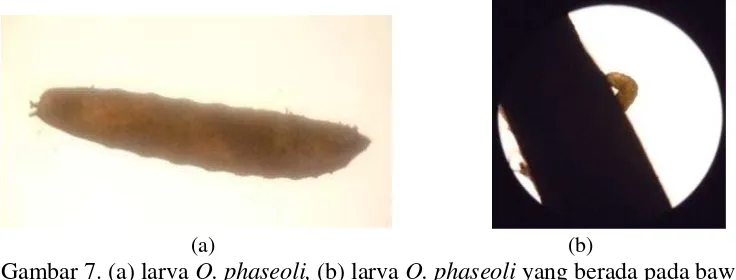 Gambar 7. (a) larva O. phaseoli, (b) larva O. phaseoli yang berada pada bawah permukaan kulit batang 