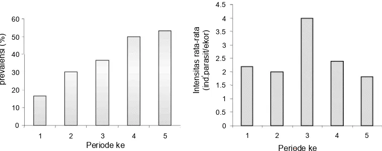 Gambar 5. Prevalensi dan intensitas rata-rata Anisakis sp.