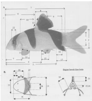 Gambar 1. Cara pengukuran morfometri ikan botia
