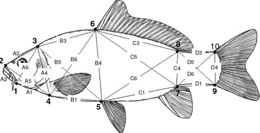 Gambar 1. Lokasi 10 titik pada garis luar tubuh ikan mas untuk mendapatkan data truss network