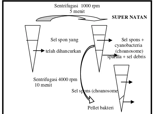 Tabel 1. Persentase fraksi sel spons  setelah sentrifugasi 