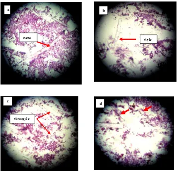 Gambar 4.  Struktur sel Aaptos aaptos (perbesaran 200x) 