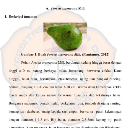 Gambar 1. Buah  Persea americana Mill. (Plantamor, 2012) 