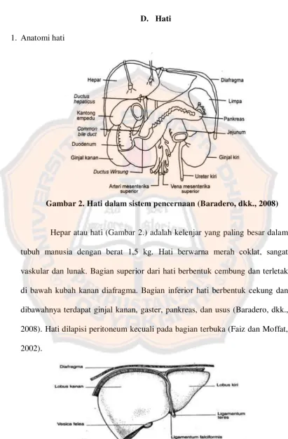Gambar 2. Hati dalam sistem pencernaan (Baradero, dkk., 2008) 