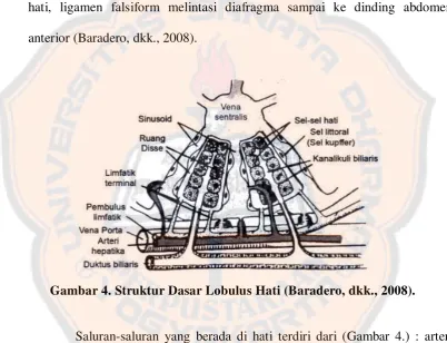 Gambar 4. Struktur Dasar Lobulus Hati (Baradero, dkk., 2008). 