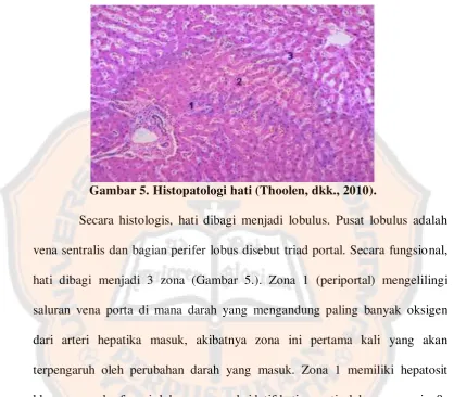Gambar 5. Histopatologi hati (Thoolen, dkk., 2010). 
