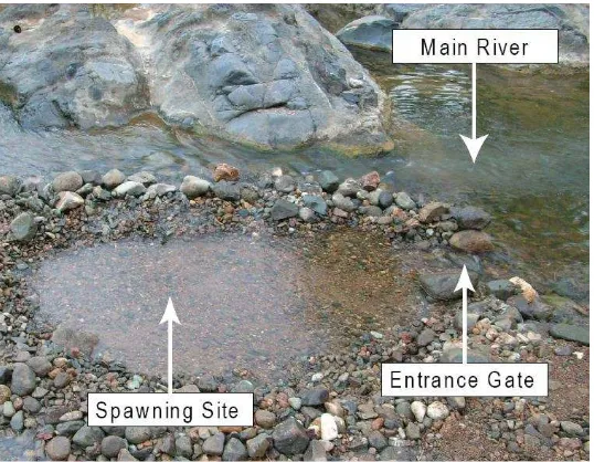 Fig. 2. Spawning site for yellow rasbora with an entrance gate facing to the main river constructed in the riverside