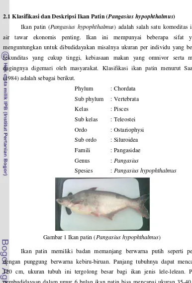 Gambar 1 Ikan patin (Pangasius hypophthalmus) 