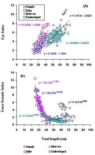 Fig. 6.  Relationship between (A) Total Length and Eye Index, and (B) Total Length and Gonado Somatic Index of the Anguilla bicolor bicolor from the Waters of Segara Anakan (West Jawa), in each different groups of sexual development