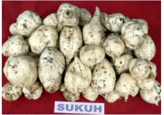 Figure 1. Sukuh’s sweet potato (RILET, 2008) 