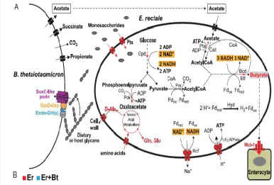 Table 12. Changes in fermentation products for five strains of E.rectale growth for 24 h on YCFA  medium containing 0.5% glucose 