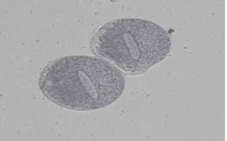 Tabel 5.Rerata intensitas serangan parasit Ichthyophthirius sp. pada gurami O. goramy.