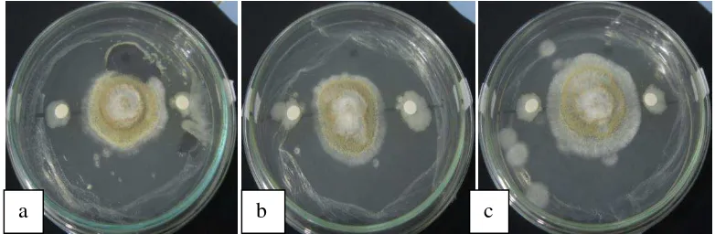 Gambar 4.1. Uji daya hambat isolat bakteri endofit terhadap mikroba patogen: (a) Salmonella typhii (AJ4= 7,86 mm, AJ5= 7,00 mm, AJ6= 6,35 mm, AJ7= 6,80 mm), (b) Escherichia coli (AJ4= 7,18 mm, AJ5= 6,66 mm, AJ6= 7,13 mm, AJ7= 6,28 mm), (c) Streptococcus mu