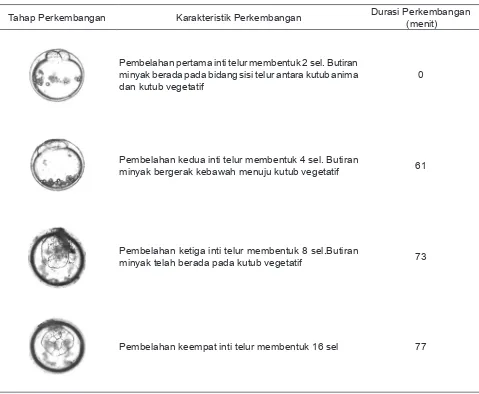 Tabel 3. Perkembangan embrio ikan pelangi asal Sungai Gelap Papua. 