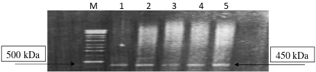 Figure 2. Immunohistochemistry staining of CD8+. The yellow-dark show that the CD8+ (black arrow) are ex-pressed in this tissue with cervical cancer