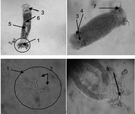 Gambar 1. Morfologi parasit  Actinocleidus sp.