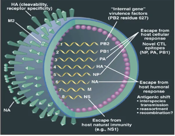Gambar 1. Struktur morfologi virus influenza A (Webster 2001) 