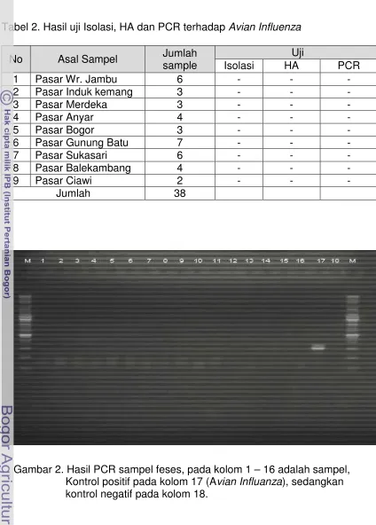 Tabel 2. Hasil uji Isolasi, HA dan PCR terhadap Avian Influenza 