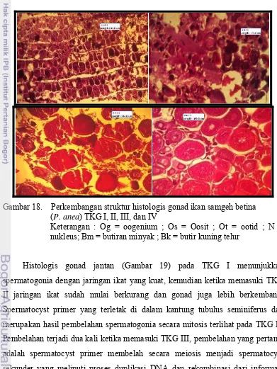 Gambar 18.    Perkembangan struktur histologis gonad ikan samgeh betina  