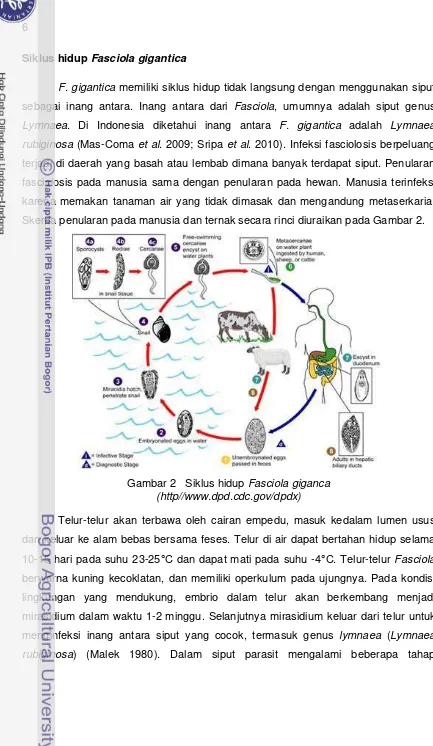 Gambar 2   Siklus hidup Fasciola giganca 