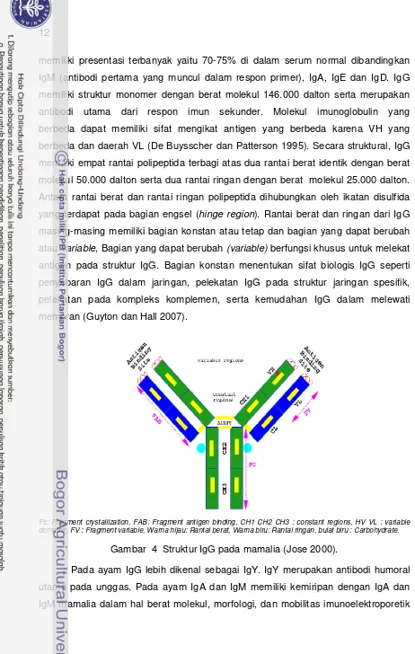Gambar  4  Struktur IgG pada mamalia (Jose 2000). 