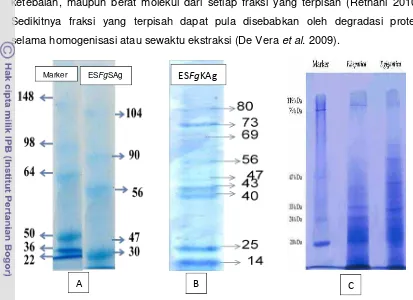 Gambar  6    Profil protein antigen ES F. giganticapewarnaan Silver (Mesghi ES   asal sapi (A) pada penelitian ini, F.gigantica asal kerbau (B)(Satrija et al