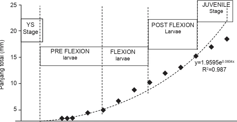 Gambar 1.  Hubungan pertumbuhan (panjang total) larva ikan kerapu bebek turunan ke-3 dengan fase perkembangan larva