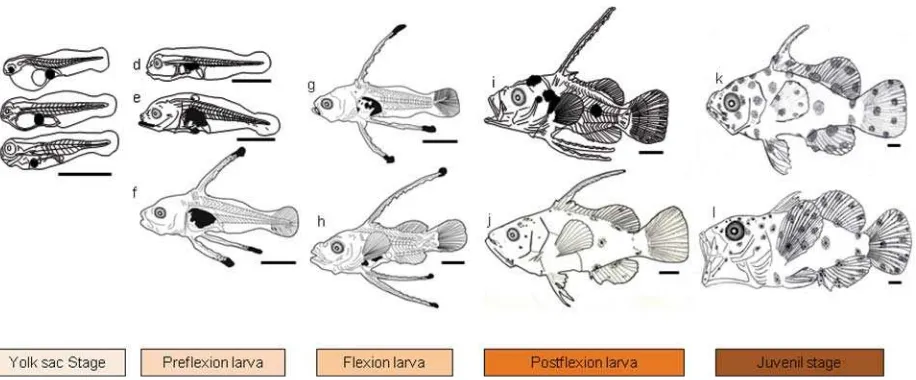 Gambar 2.  Morfologi perkembangan larva ikan kerapu bebek turunan ke-3 dari fase yolk sac sampai dengan juvenil