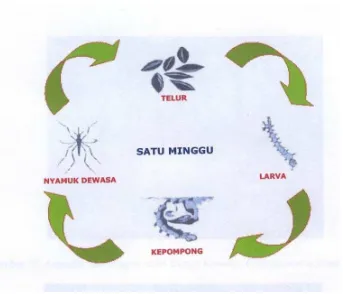 Gambar 9. Siklus hidup nyamuk Aedes aegypti
