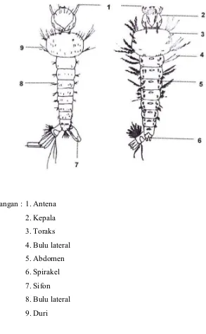 Gambar Larva, Pupa, dan Morfologi Nyamuk Aedes aegypti