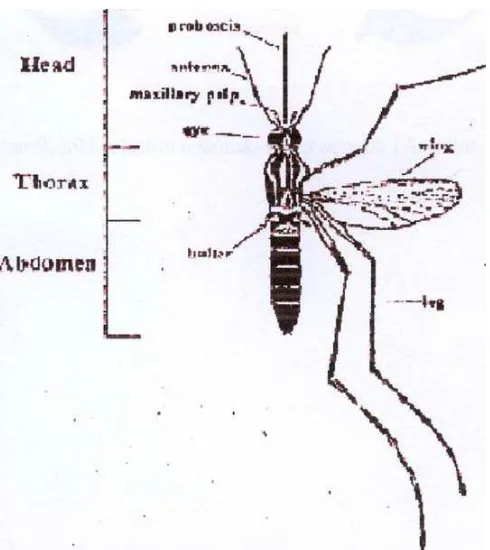 Gambar 7. Pupa nyamuk Aedes aegypti
