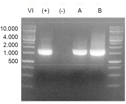 Gambar 7.  Hasil uji kimia karotenoid tidak menunjukkan adanya perubahan warna. A: ekstrak kasar pigmen sebelum ditetesi SbCl3 dan H2SO4 pekat