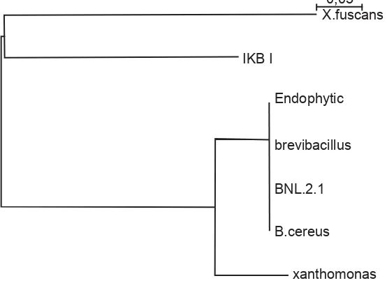 Gambar 9. Pohon ﬁ logenetik isolat BNL 2.1 (Bacillus sp.) dan IK-B1 (Xanthomonas sp.)