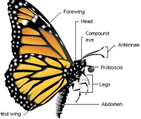 Gambar 1: Bagian Kupu-kupu(Sumber: http://www   ajengfn.blogspot.com diakses 2 Mei 2014)  