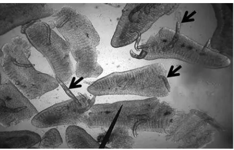 Gambar 4. Parasit monogenea Thaparocleidus sp. pada lamella insang ikan patin (panah).