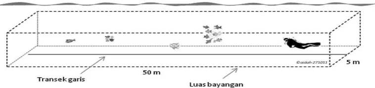 Gambar 4. Pemasangan transek garis yang sejajar dengan pulau (atas), dan ilustrasi sensus ikan karang herbivora dengan menggunakan transek garis, luas bayangan untuk jenis ikan dengan ukuran <35cm adalah 5 meter – 2,5 m kiri dan 2,5 m kanan (bawah).