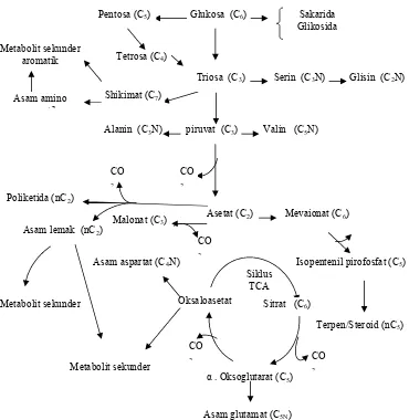 Gambar 5. Skema hubungan metabolit primer dan metabolit sekunder 