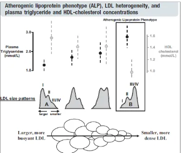 Gambar 4 Fenotif Lipoprotein Aterogenik12 