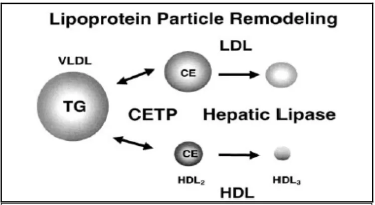 Gambar 7. Cholesteryl ester transfer protein (CETP) memfasilitasi pertukaran ester kolesterol dalam partikel LDL dan HDL dengan trigliserida  dalam partikel VLDL