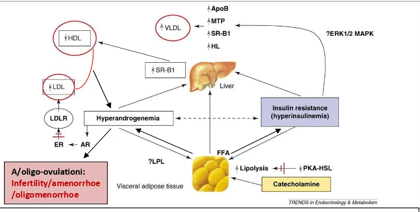 Gambar 8. Patofisiologi dislipidemia pada SOPK dan mekanisme yang mungkin. Dalam sel diinduksi katekolamin dan melepaskan asam-asam lemak ke dalam sirkulasi