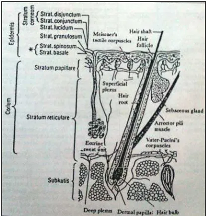 Gambar 2.2 Struktur Anatomi Kulit Manusia (Polo, 1998). 