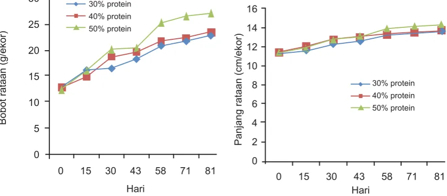 Gambar 1.  Pertumbuhan bobot (g) dan panjang (cm) udang windu, P. monodon transveksi dengan kadar protein berbeda dalam pakan selama 81 hari pemeliharaan.