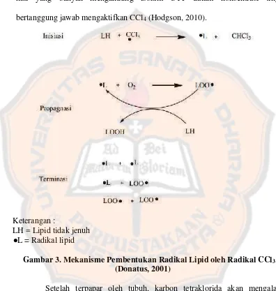 Gambar 3. Mekanisme Pembentukan Radikal Lipid oleh Radikal CCl3
