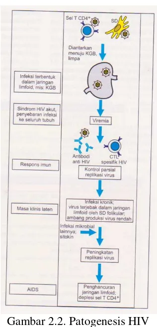 Gambar 2.2. Patogenesis HIV  