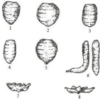 Gambar2.1. Klasifikasi berbagai bentuk umbi talas (Minantyorini dan Hanarida, 2002) 