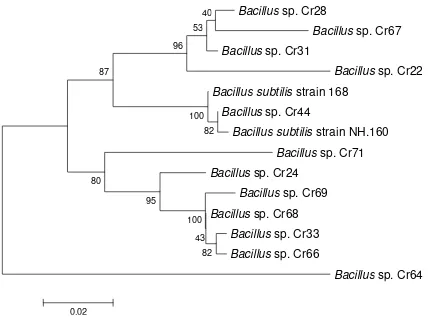 Figure 1. Dendrogram phylogenetic of divided into four groups. Group 1 (Cr-28, Cr-67, Cr-31, and Cr-22) were closely related to each other with pumilusCr-68, Cr-33, and Cr-66) and Group 4 only contain of Cr-64, which identified as Bacillus sp