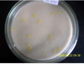 Gambar 1. Peta Plasmid pUTmini-Tn5Km1 (7.055 kb) dalam E.coli S17-1 (λ pir) 