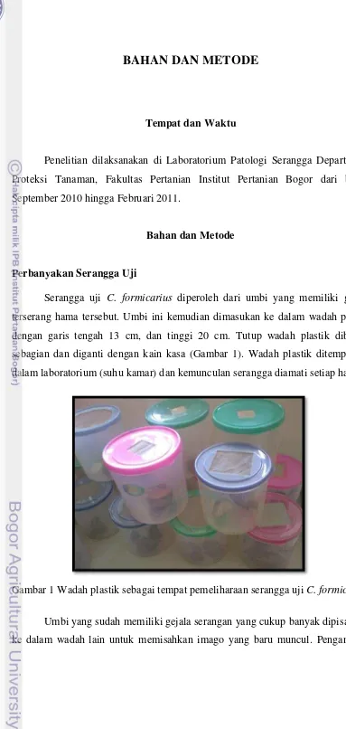 Gambar 1 Wadah plastik sebagai tempat pemeliharaan serangga uji C. formicarius 