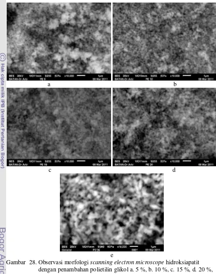 Gambar  28. Observasi morfologi scanning electron microscope hidroksiapatit 