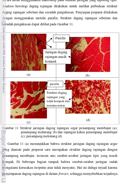 Gambar 11 Struktur jaringan daging rajungan segar penampang membujur (a); 